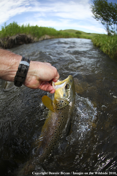 Flyfisherman releasing brown trout