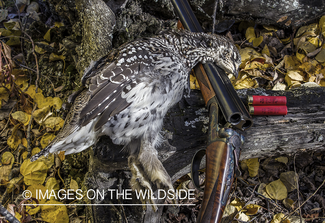 Bagged sharp-tailed grouse with shotgun.