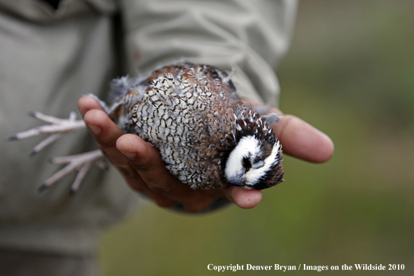 Bagged Bobwhite Quail 