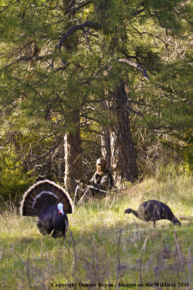 Hunter with (Merriam's) turkey in sights