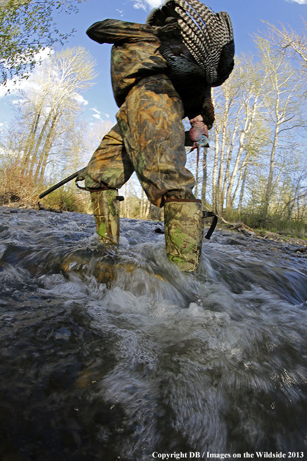Turkey hunter in field with bagged turkey.