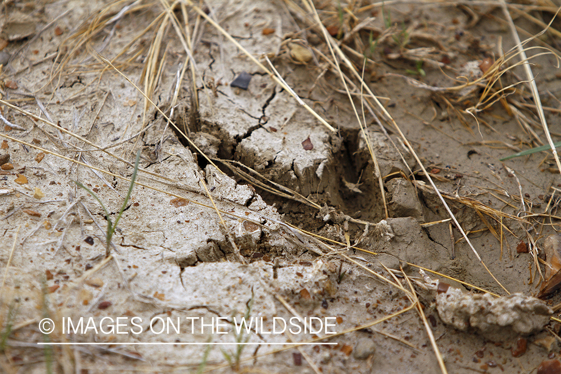 Merriam Turkey tracks.