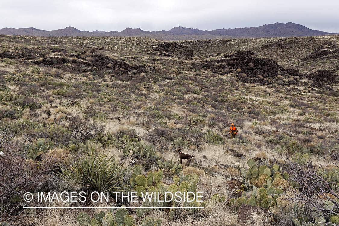 Quail hunter hunting Gambel's Quail in Arizona.