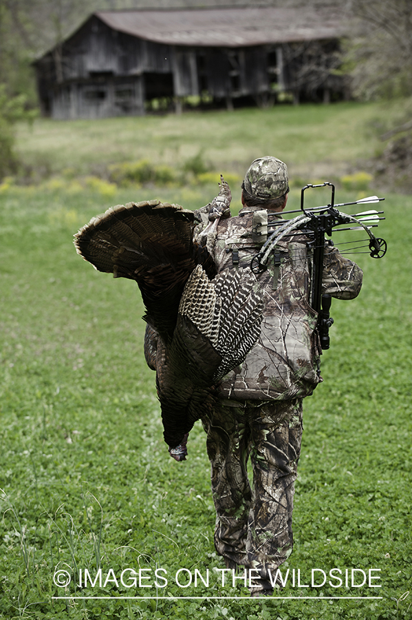 Bowhunter with bagged merriam turkey.