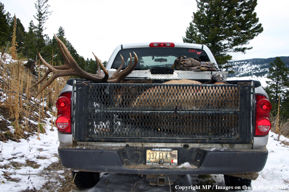 Bagged elk in back of pick-up truck.