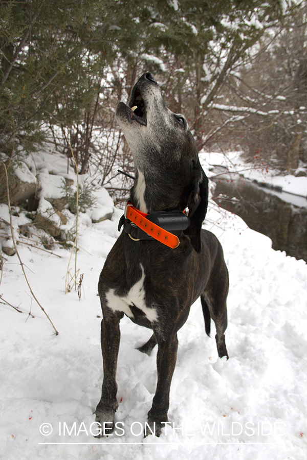 Mountain lion hunting dog baying.