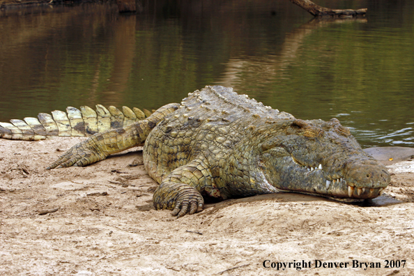 Up-close view of African crocodile sleeping on land
