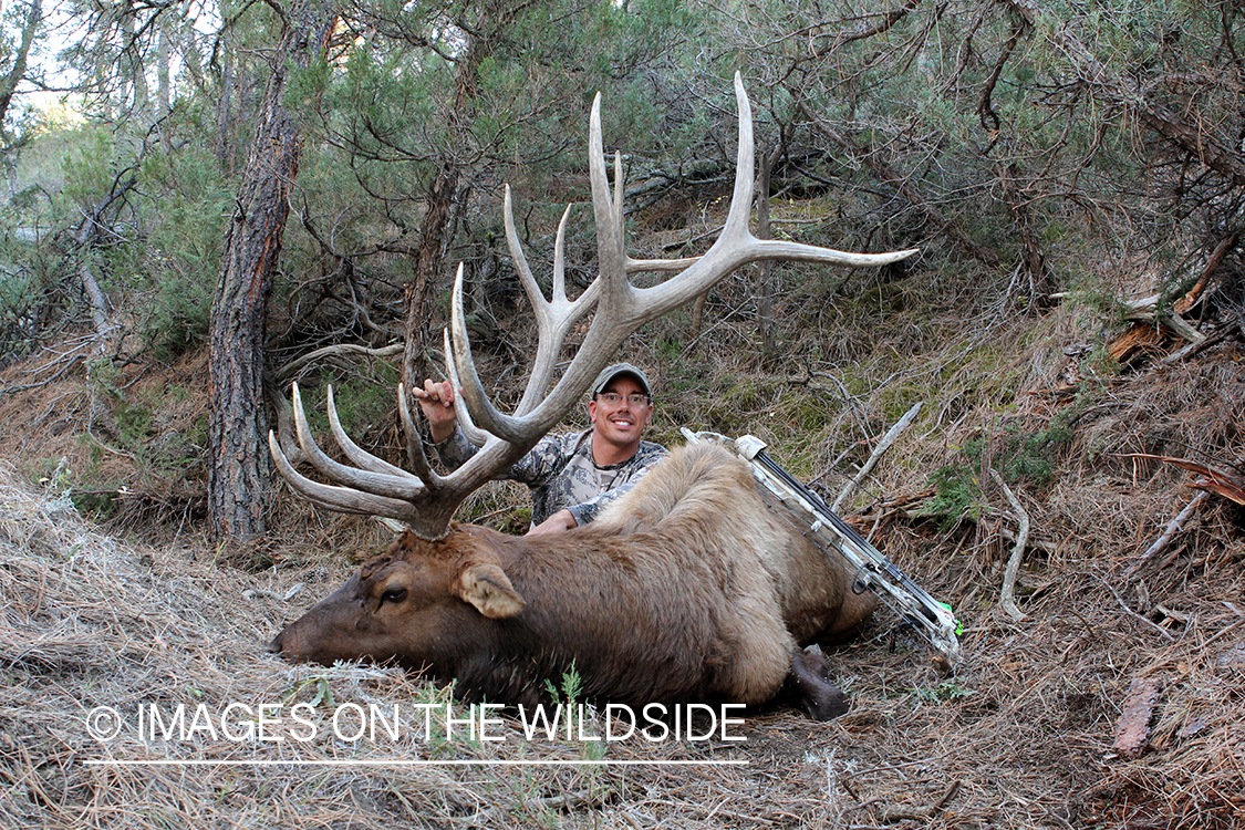Bow hunter with bagged bull elk.