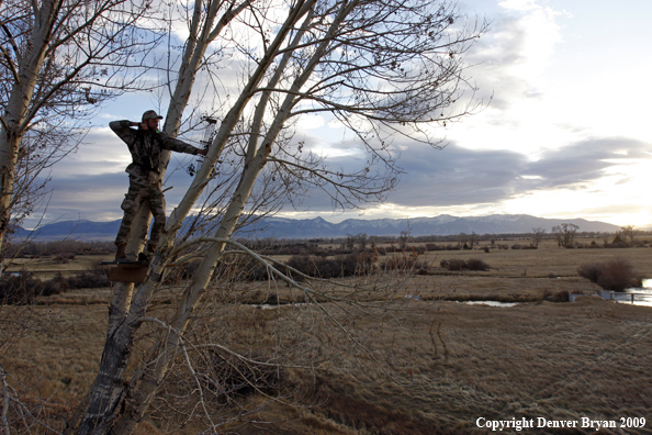 Bowhunter aiming bow from tree stand.