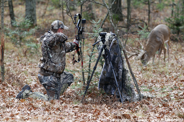 Bowhunter taking aim at white-tailed buck. 