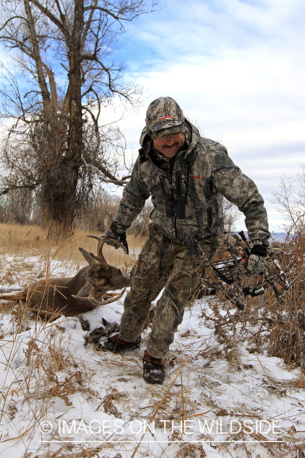 Bowhunter dragging bagged white-tailed buck.