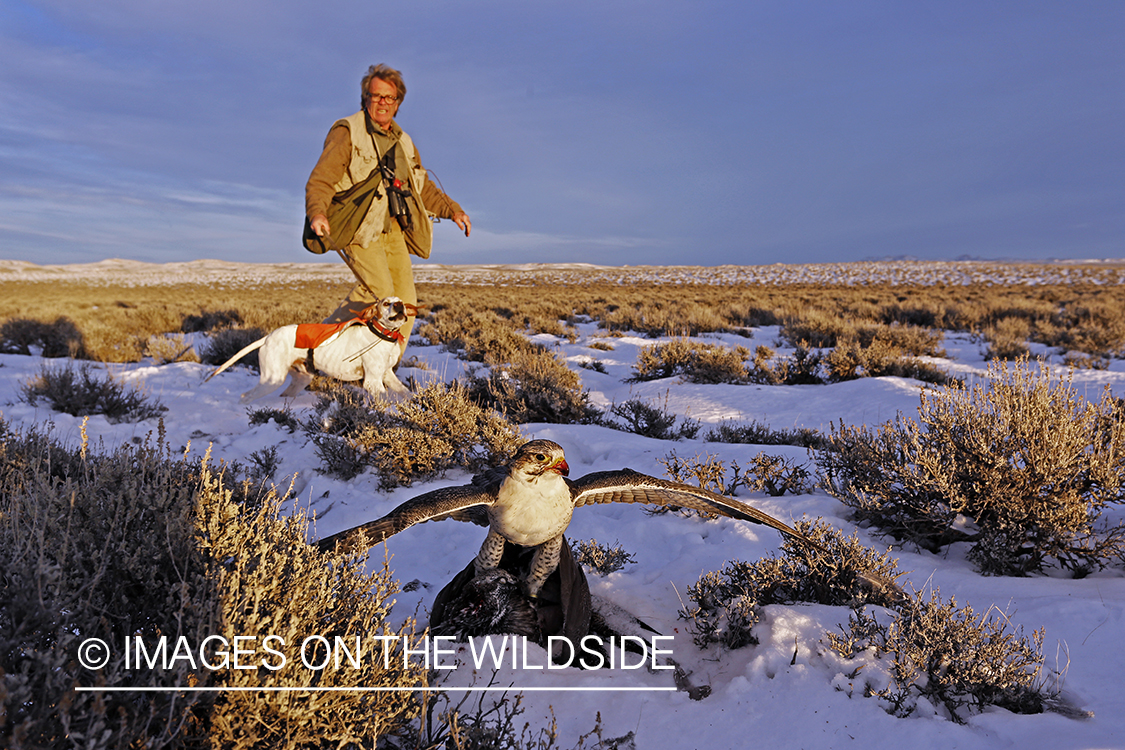 Gyr falcon on sage grouse with falconer and english pointer.