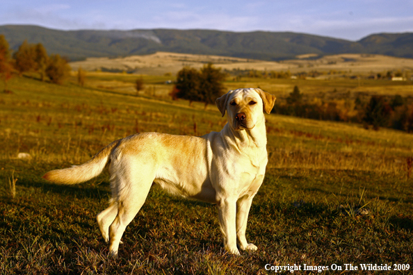 Yellow Labrador Retriever