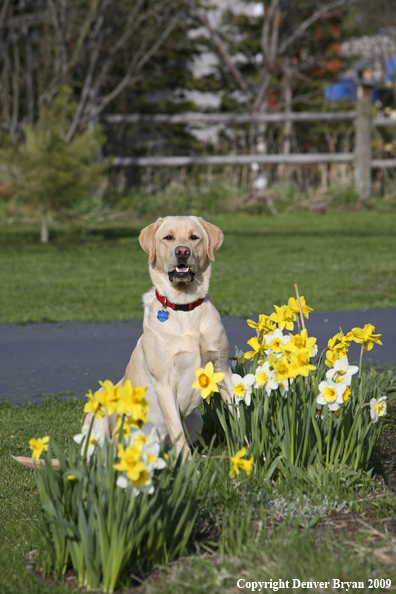 Yellow Labrador Retriever in yard