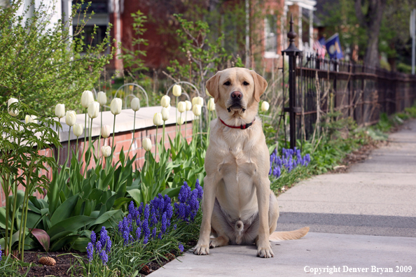 Yellow Labrador Retriever by flowers