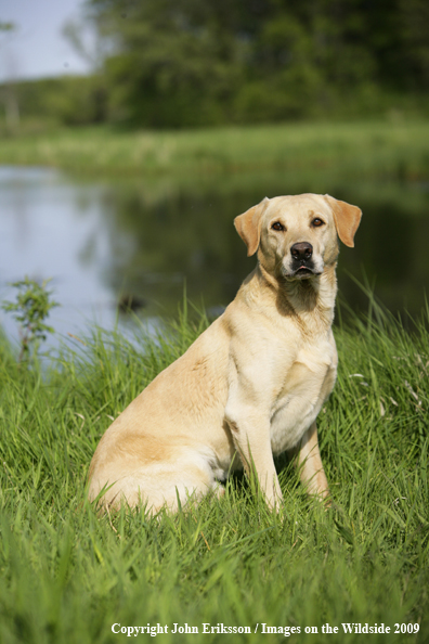 Yellow Labrador Retriever in field