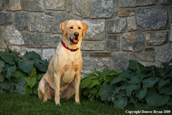 Yellow Labrador Retriever in yard