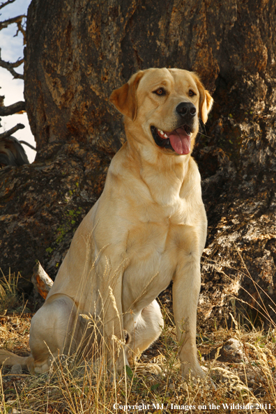 Yellow Labrador Retriever.