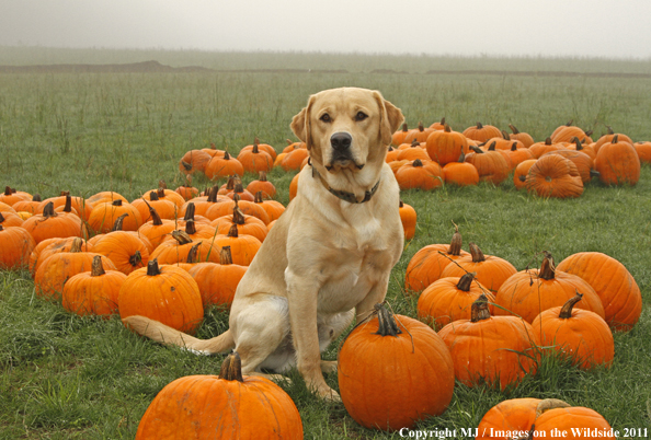 Yellow Labrador Retriever with pumpkins. 