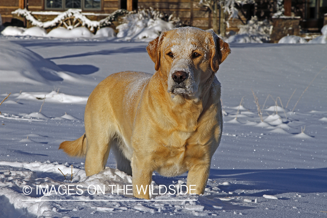 Yellow Labrador Retriever