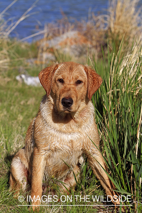 Yellow Labrador Retriever