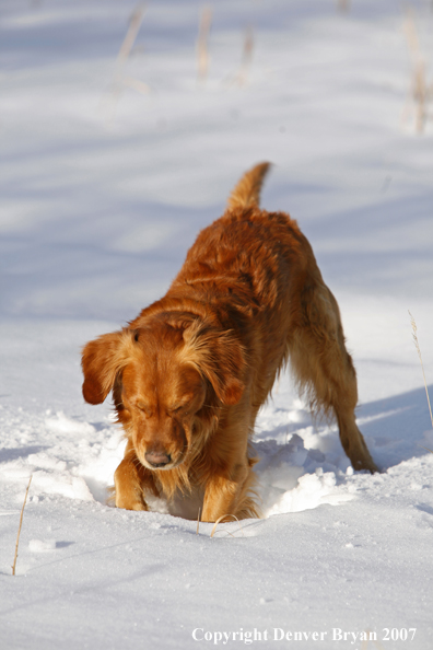 Golden Retriever in the snow.