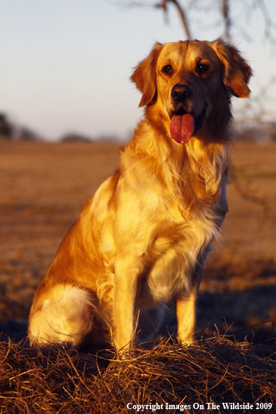 Golden Retriever