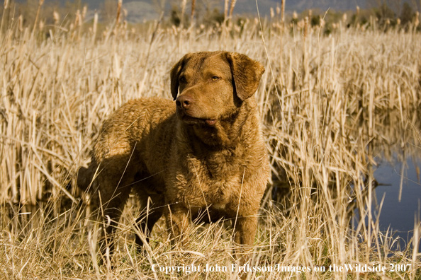 Chesapeake Bay Retriever