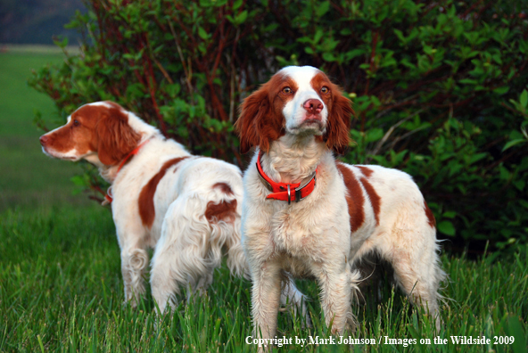 Brittany Spaniels in field