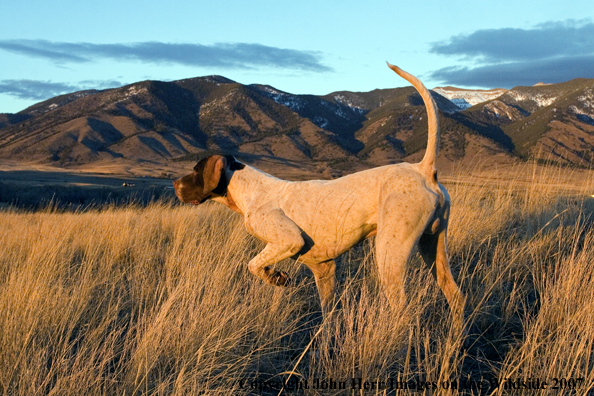 English Pointer on point