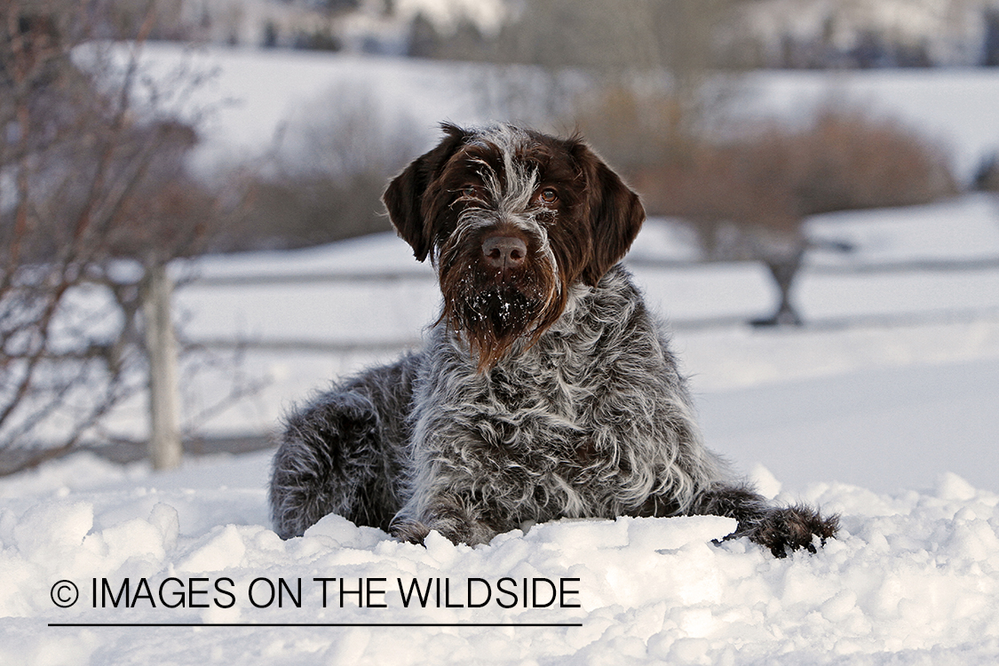 German Wirehair Pointer