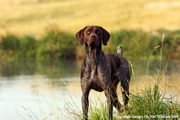 German Short-Haired Pointer in field