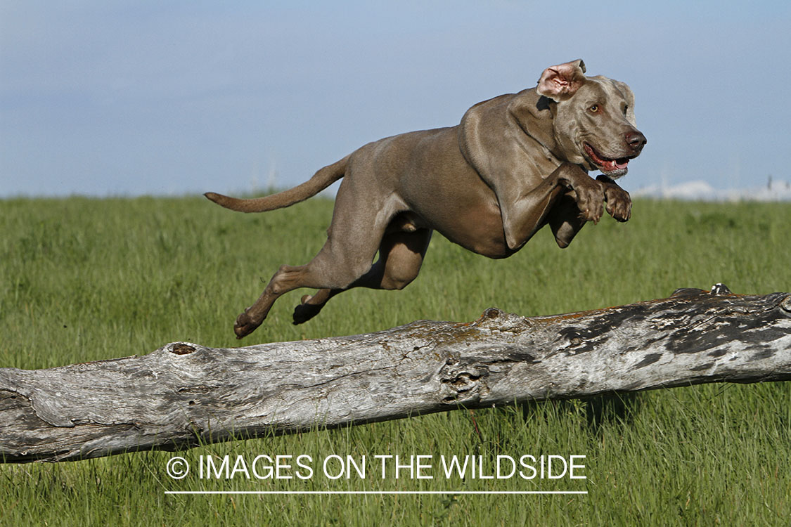 Weimaraner jumping a fence.