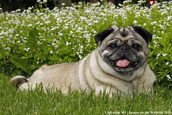 Pug in yard. 