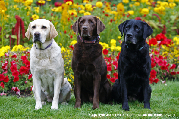Multi-colored Labrador Retrievers