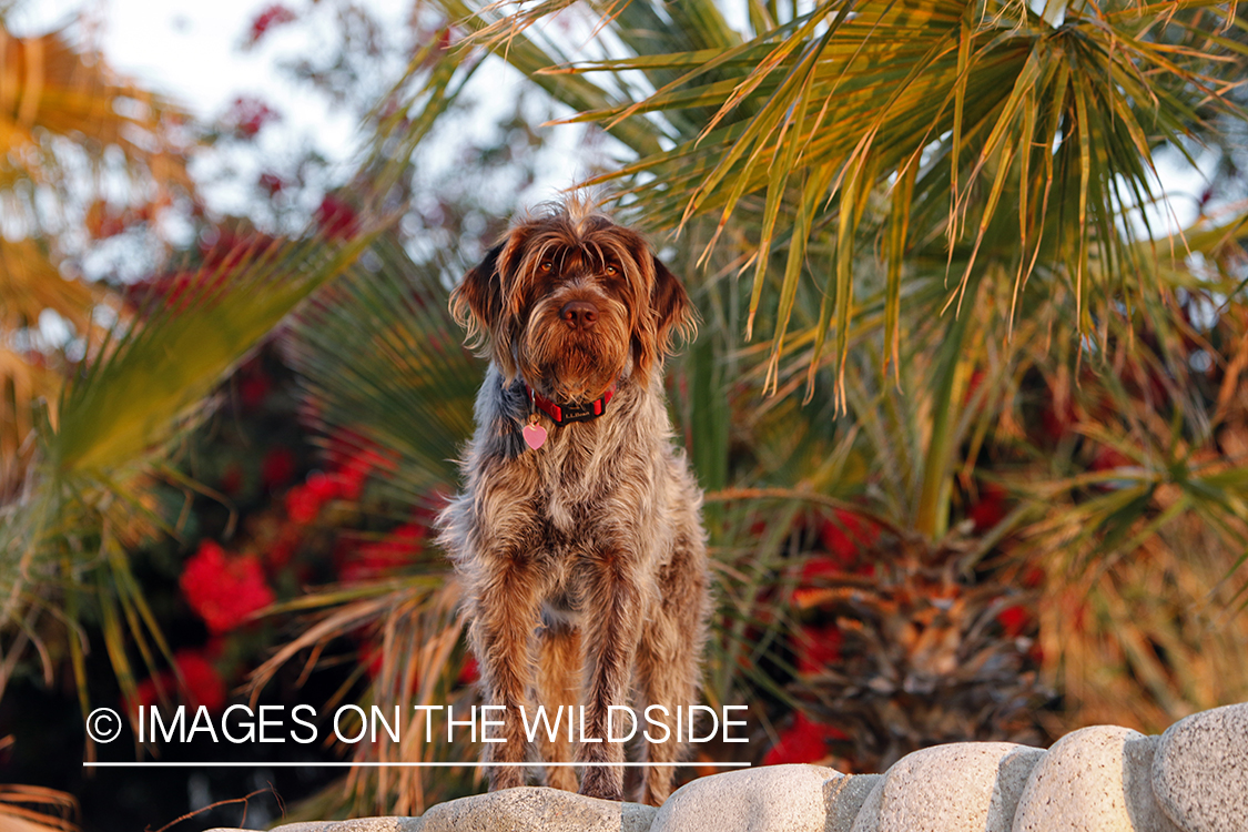 Wirehaired Pointing Griffon in Mexico.