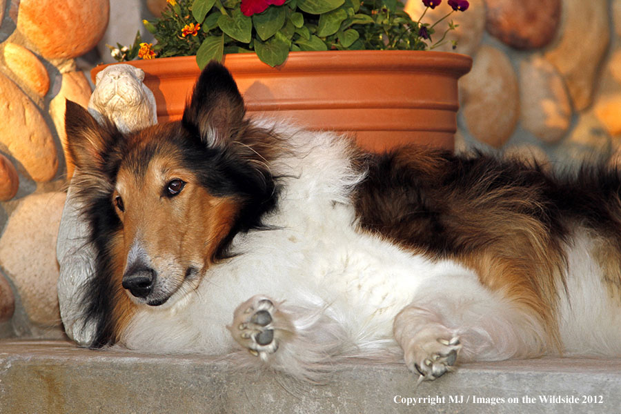 Collie on porch.