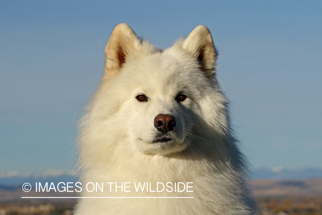 Close up of Samoyed.