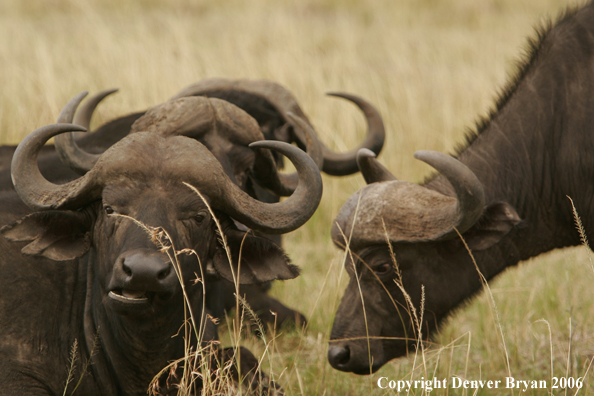 African Cape Buffalo lying in field