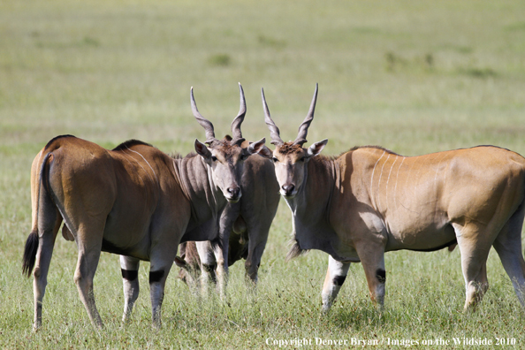 African Eland in habitat