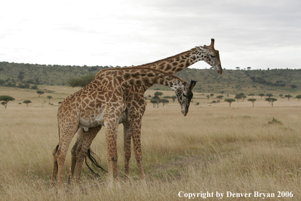African Masai Giraffes fighting