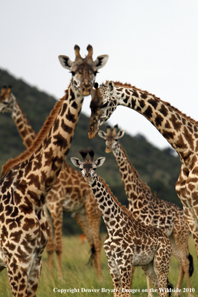 Masai Giraffe (adult with young)