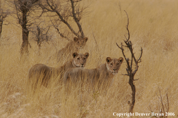 African lionesses 