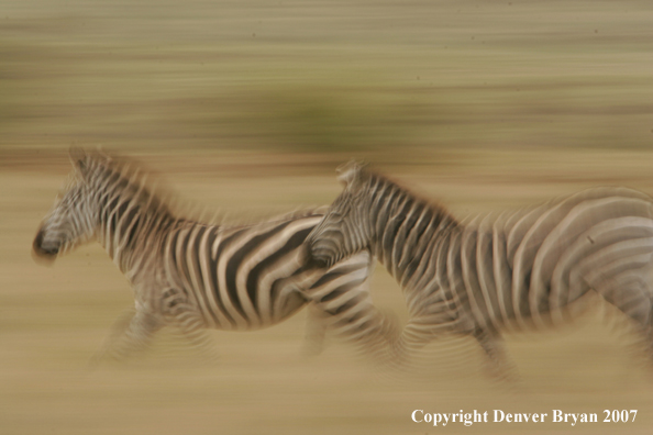 Burchell's Zebra 