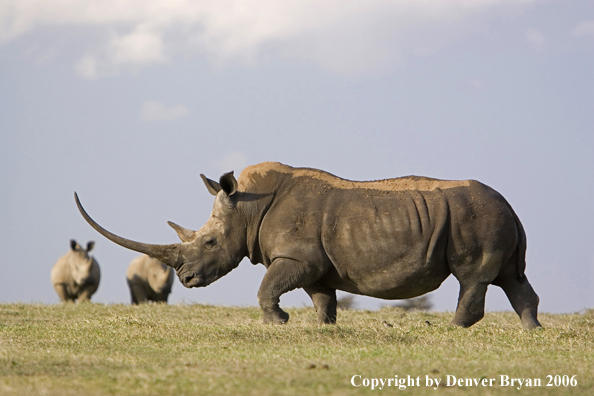 White African Rhinocerous
