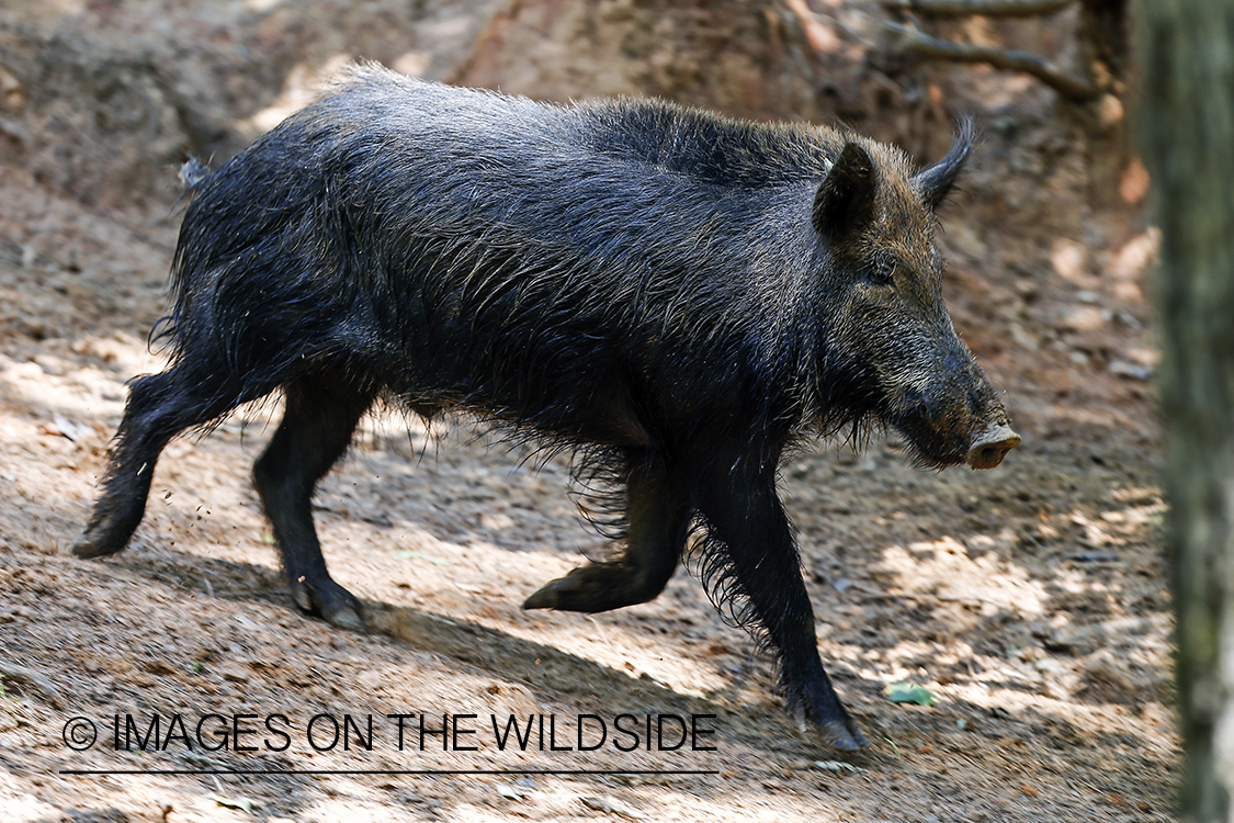 Feral hog in habitat.