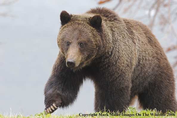 Grizzly bear in habitat.