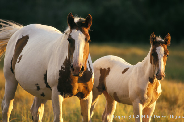 Paint horse and foal in pasture. 