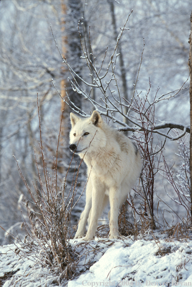 Gray wolf in winter habitat.