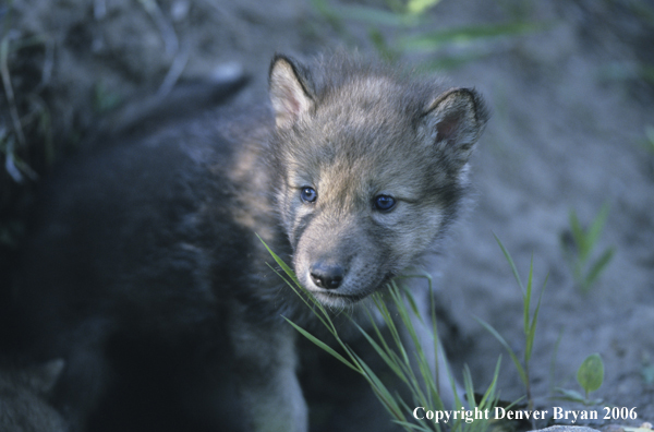 Gray wolf pups in den.